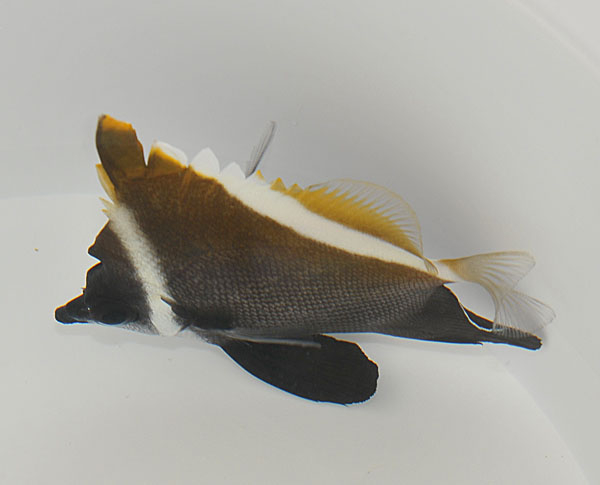 Heniochus varius