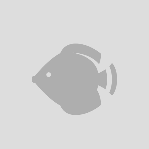 Chaetodon vagabundus