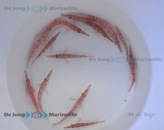 Oxycirrhites typus (Maldives)