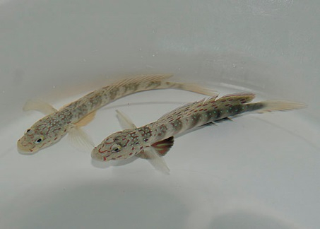 Cryptocentrus leptocephalus