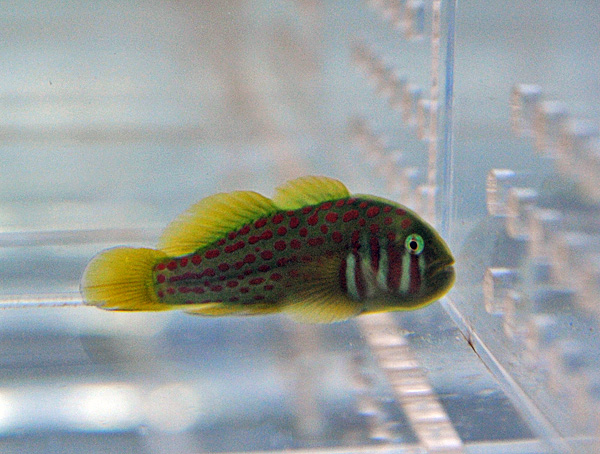 Gobiodon erythrospilus