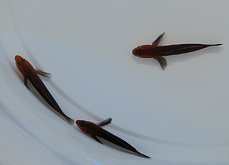 Gobiodon quinquestrigatus