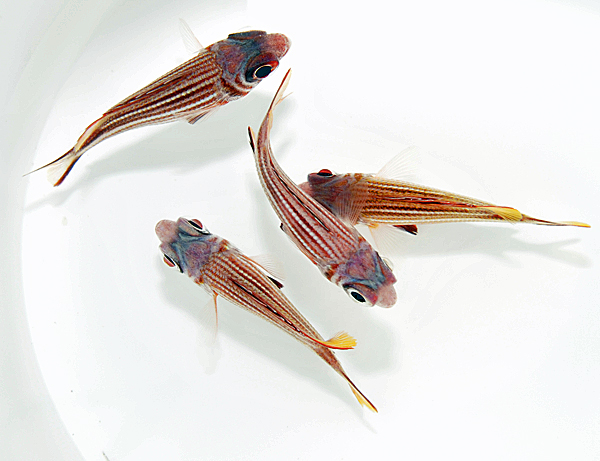 Sargocentron diadema