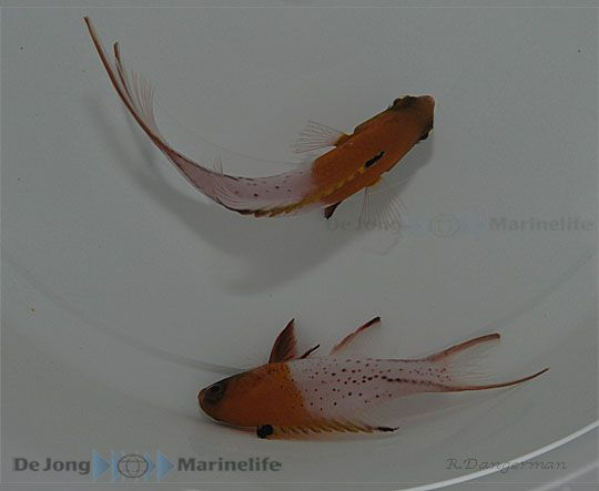 Bodianus anthioides