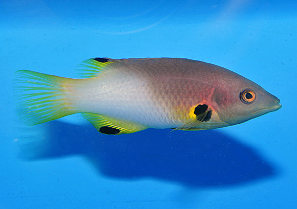 Bodianus axillaris