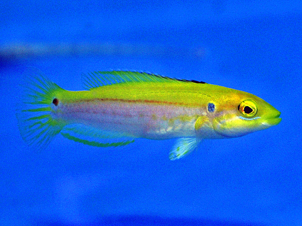 Bodianus bimaculatus