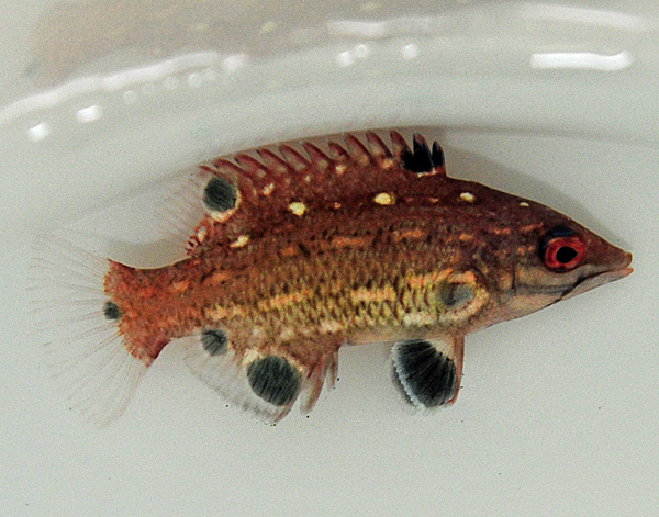 Bodianus diana