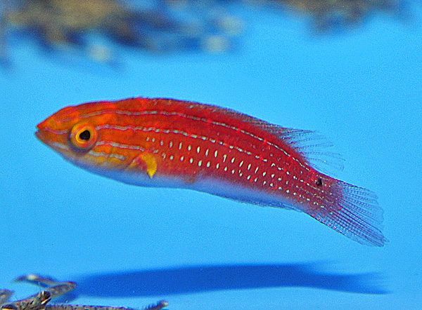 Cirrhilabrus africanus (female)