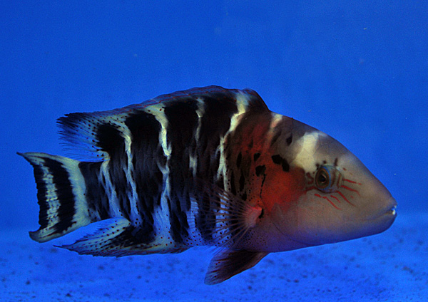 Cheilinus fasciatus