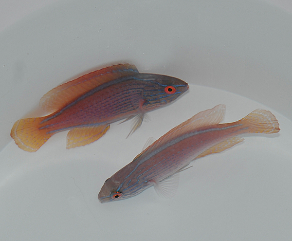 Cirrhilabrus lineatus