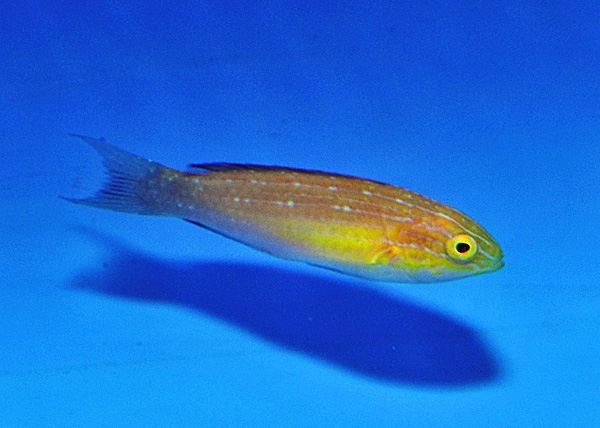 Cirrhilabrus lunatus (male)