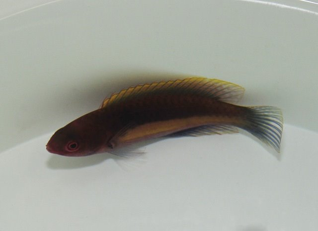 Cirrhilabrus luteovittatus (male)