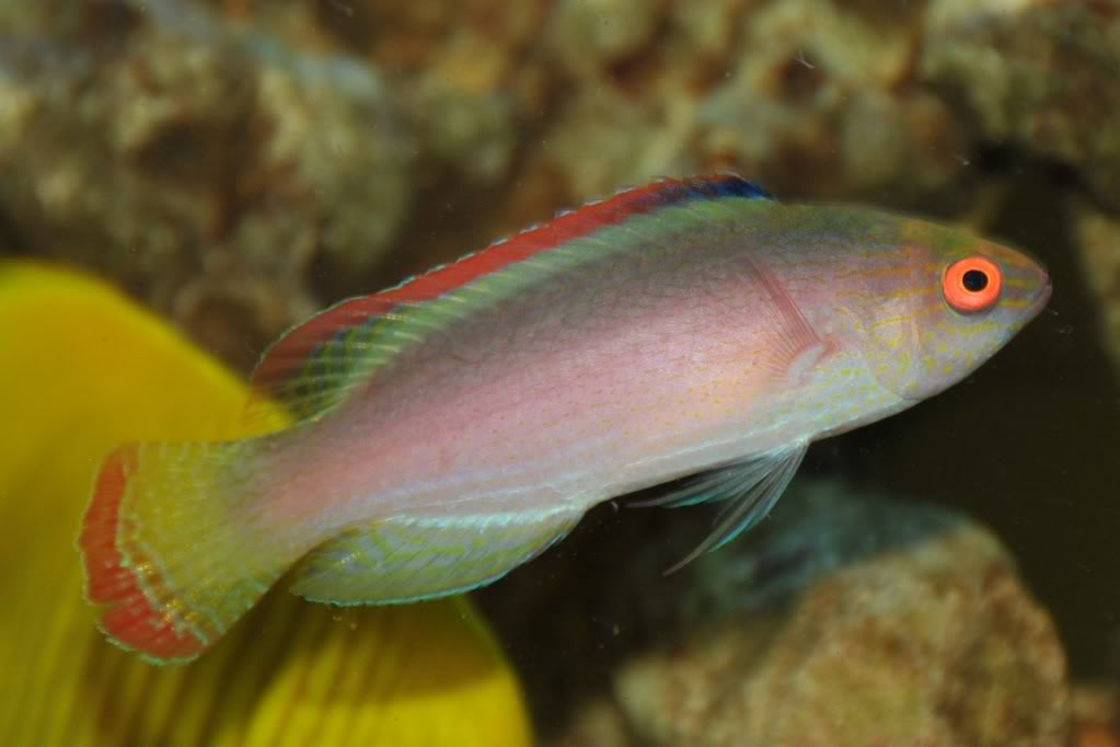 Cirrhilabrus rubrimarginatus