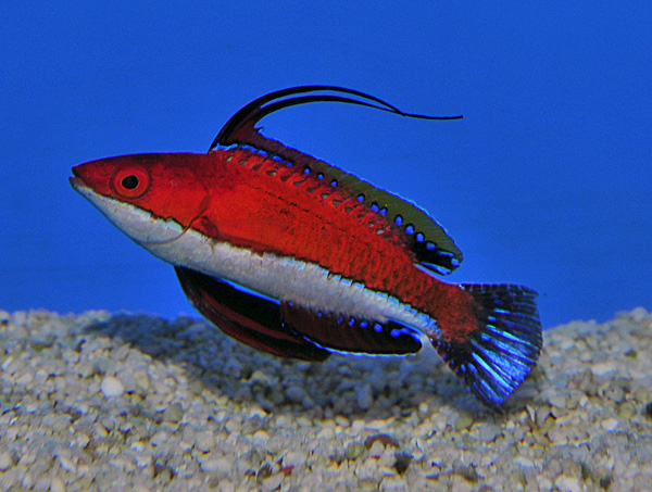 Cirrhilabrus rubeus (male)