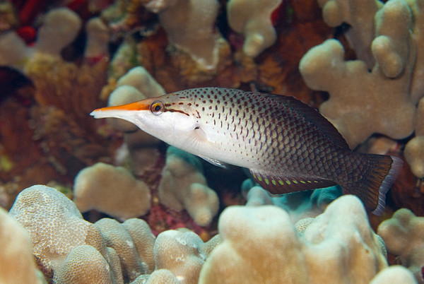 Gomphosus varius (female)