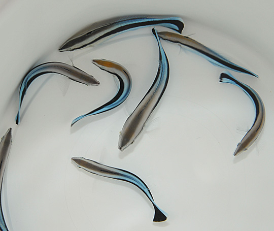 Labroides dimidiatus