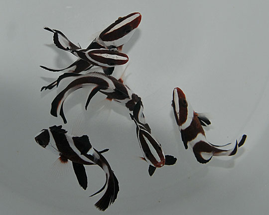 Lutjanus sebae