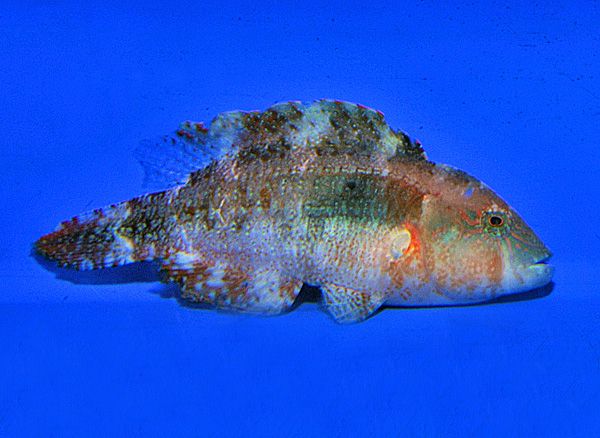 Oxycheilinus bimaculatus