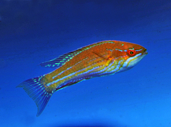 Paracheilinus angulatus