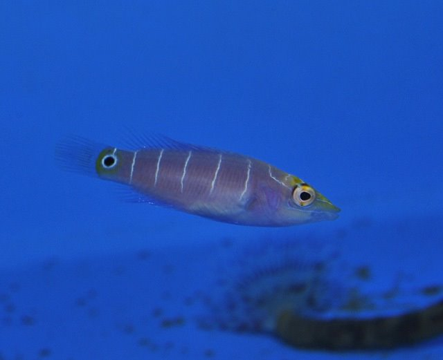 Pseudocheilinus ocellatus (Micronesia)