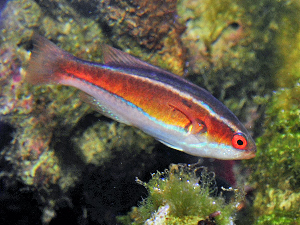 Paracheilinus piscilineatus (female)