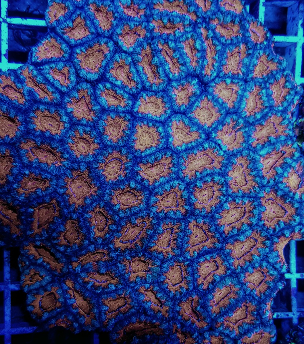 Acanthastrea lordhowensis (Red)