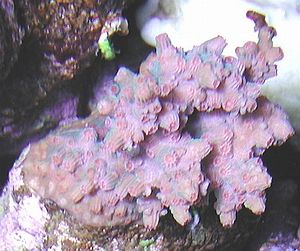 Cyphastrea decadia