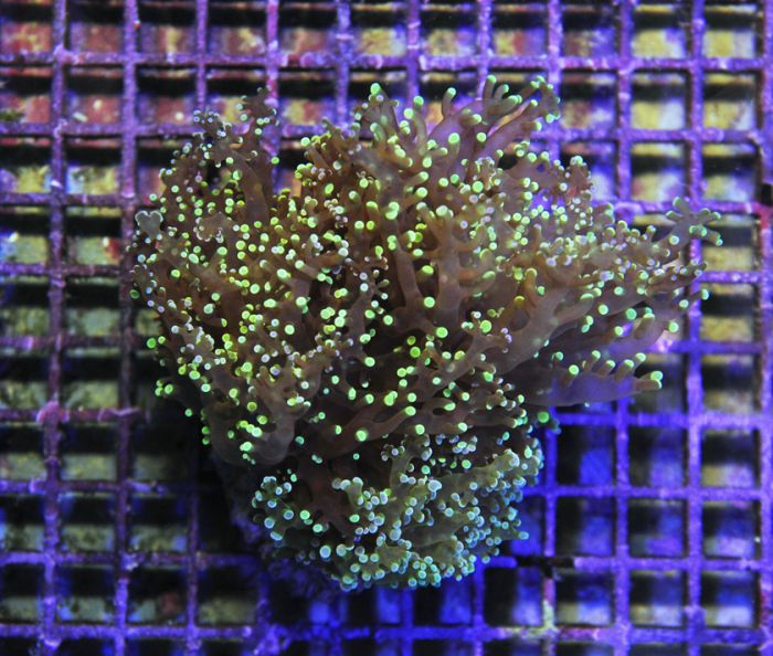 Euphyllia paradivisa (Green)