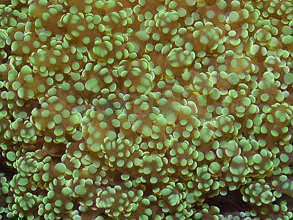 Euphyllia yaeyamaensis (Green Premium)