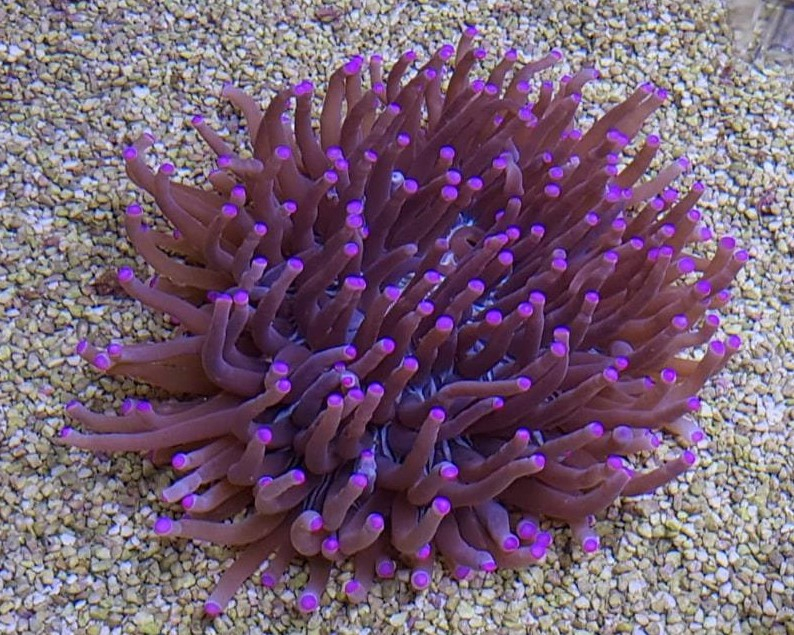 Heliofungia actiniformis (Purple)