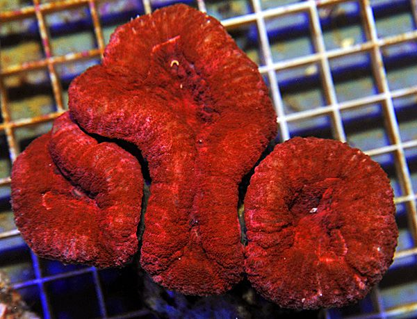 Lobophyllia spp. (Orange/Red Premium)