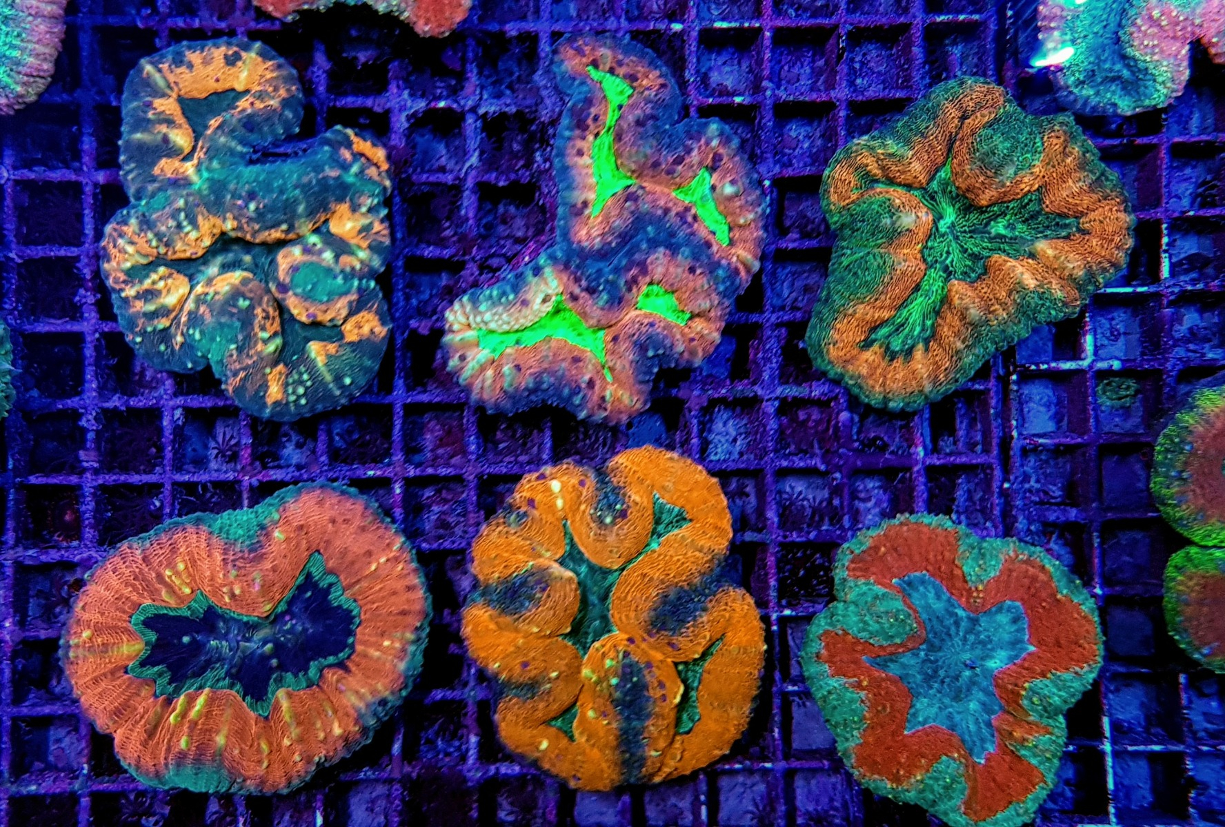 Lobophyllia spp. (Splitcolor)