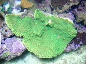 Merulina ampliata (Green)