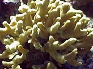 Porites cylindrica (Yellow)