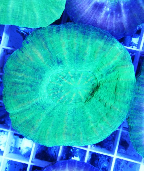 Scolymia australis (Green)