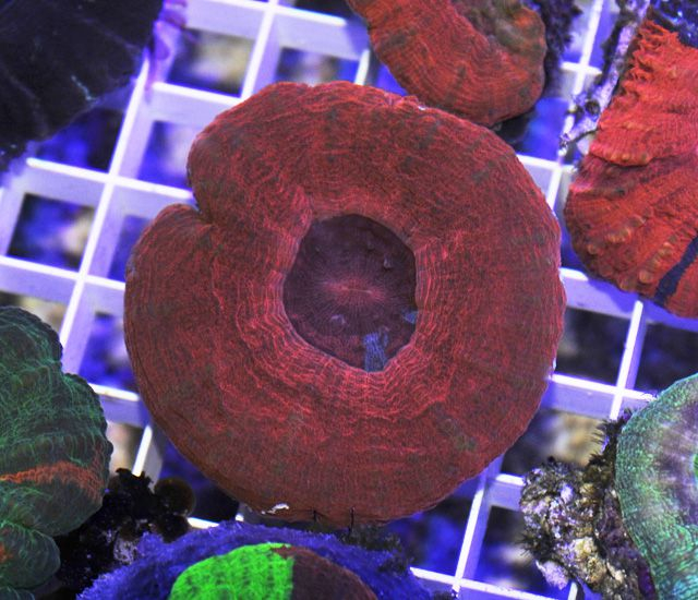 Scolymia australis (Red)