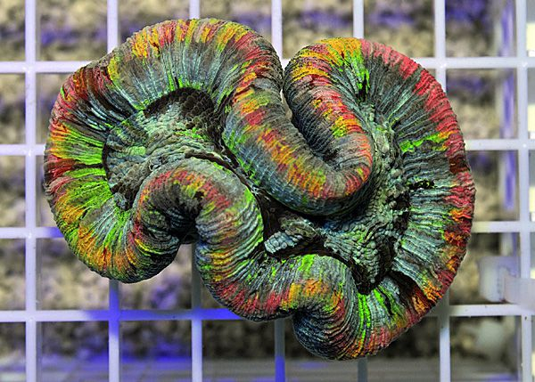 Trachyphyllia spp. (Rainbow)