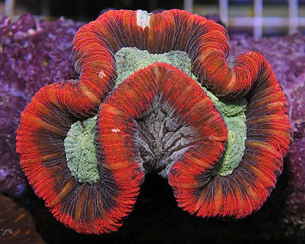 Trachyphyllia spp. (Red Rim Ultra)