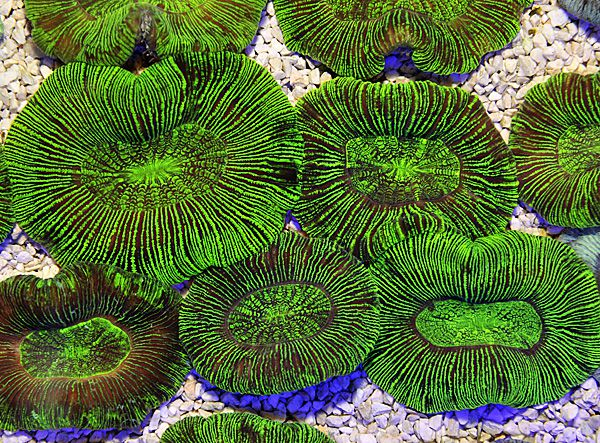 Trachyphyllia spp. (Green)