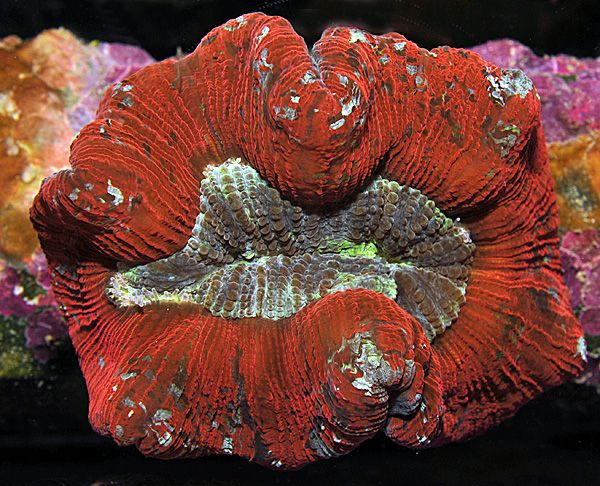 Trachyphyllia spp. (Red Ultra)