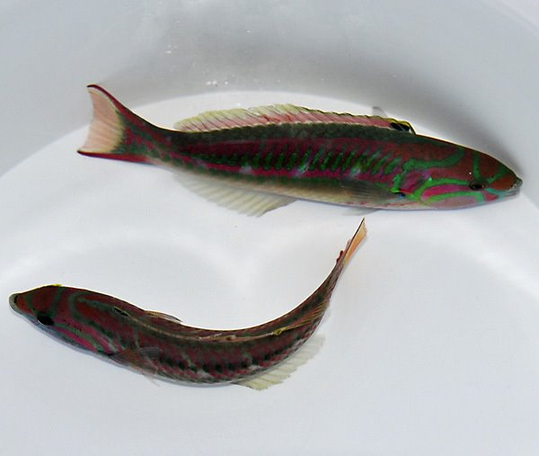 Thalassoma quinquevittatum