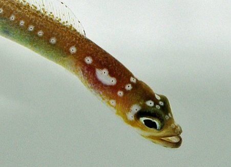 Gorgasia maculata