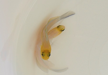 Opistognathus aurifrons