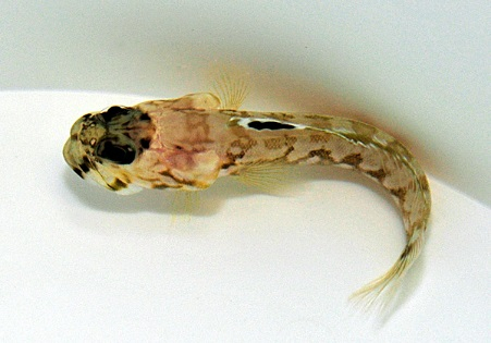 Opistognathus dendriticus