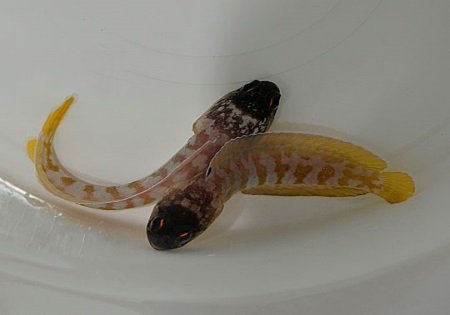 Opistognathus randalli