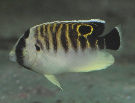 Apolemichthys kingi