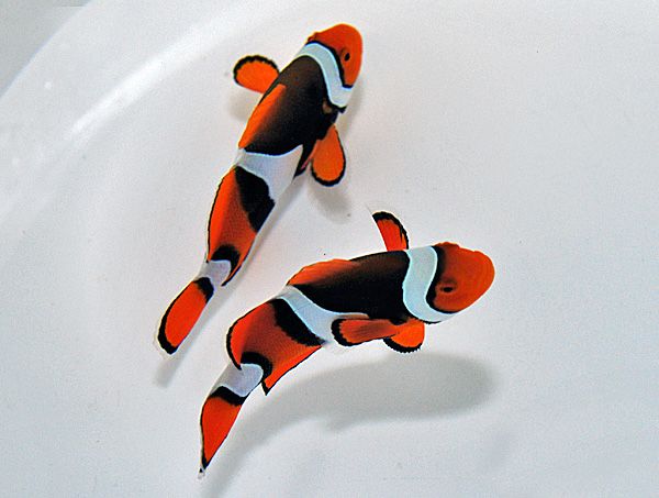 Amphiprion percula (Black)