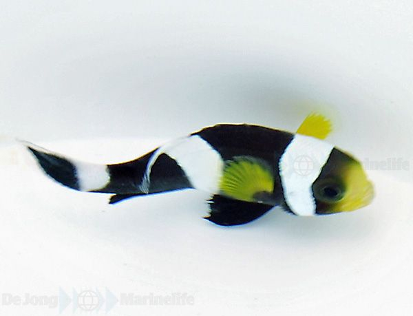 Amphiprion polymnus