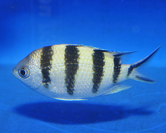 Abudefduf sexfasciatus