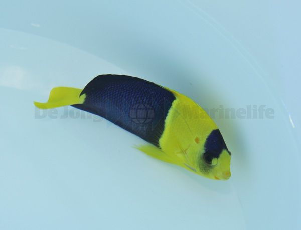 Centropyge bicolor (Vanuatu / Fiji)